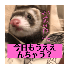 [LINEスタンプ] フェレットのオリーブちゃんです