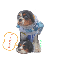 [LINEスタンプ] こはさんご♪