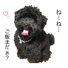 [LINEスタンプ] BOOのいちにち☆