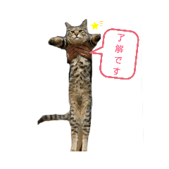 [LINEスタンプ] チェリビダッケ（猫）