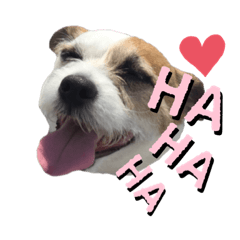 [LINEスタンプ] ジャックラッセル×チワワ ゆう