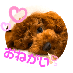 [LINEスタンプ] といぷーのラテ  ＝＝よく使うセリフ編＝＝
