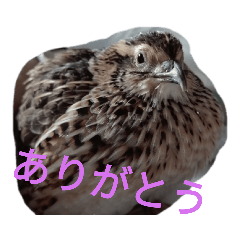[LINEスタンプ] うずらのずーちゃん