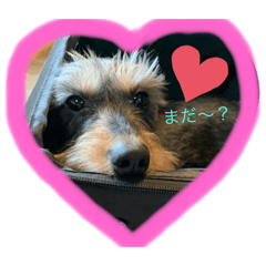 [LINEスタンプ] Cocohan