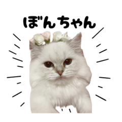 [LINEスタンプ] かわいいボンボンスタンプ