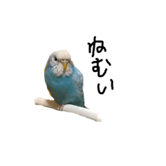 [LINEスタンプ] ハクちゃんだよ
