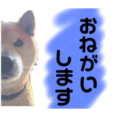 [LINEスタンプ] 柴犬 使えるあいさつ