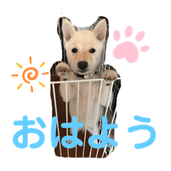 [LINEスタンプ] 豆柴のまめ②