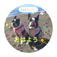 [LINEスタンプ] ボストンテリアのKOTOKAN☆彡