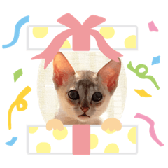 [LINEスタンプ] ヨコハマの男  ピノ☆