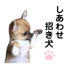 [LINEスタンプ] 関西弁ちわわ 2