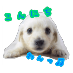 [LINEスタンプ] 青空日記！！青空くんのLINEスタンプ♫