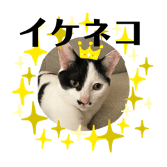 [LINEスタンプ] チョビ丸☆No.1
