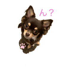 [LINEスタンプ] あずきの生活
