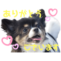 [LINEスタンプ] チワワのるーくん！