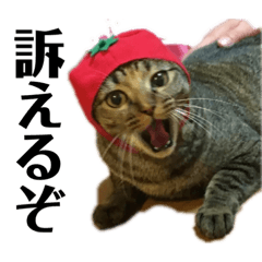 [LINEスタンプ] ねこどものすたんぷ