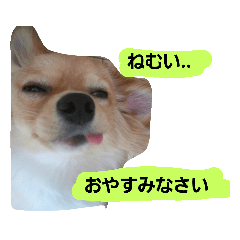 [LINEスタンプ] 我が家のわんころ
