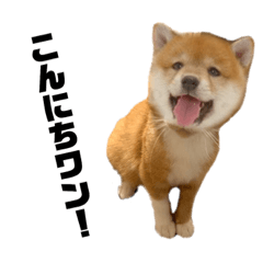 [LINEスタンプ] あかつきニャンコ④