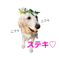 [LINEスタンプ] 英国ゴールデン女子 ブランのスタンプ2