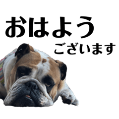 [LINEスタンプ] momo bull