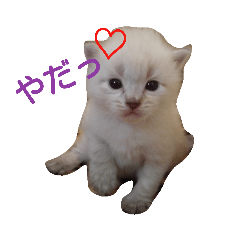 [LINEスタンプ] 通りすがりの猫達②