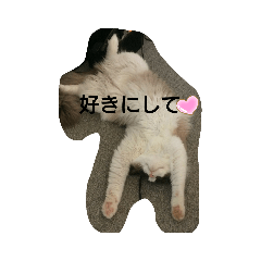 [LINEスタンプ] ラグドール キャッツ Ragdoll cat's.