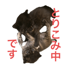 [LINEスタンプ] 兄妹猫のこんぶともずく 子猫編