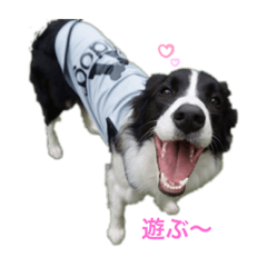 [LINEスタンプ] きらそら ボーダーコリー