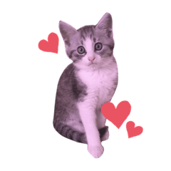 [LINEスタンプ] ぐぅちゃんのスタンプ