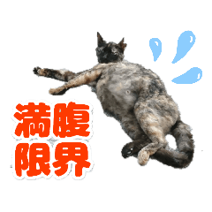 [LINEスタンプ] 幸せを掴んだ保護ネコたち☆の画像（メイン）