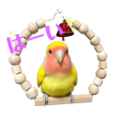 [LINEスタンプ] コザクラインコのりんちゃん①
