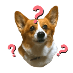 [LINEスタンプ] ベッキーのスタンプ。