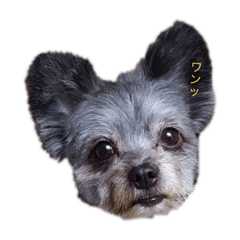[LINEスタンプ] 私の愛犬たち♪