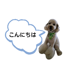 [LINEスタンプ] プードル好きな方の日常会話