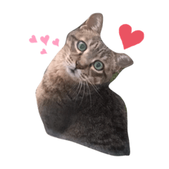 [LINEスタンプ] 猫ハウス