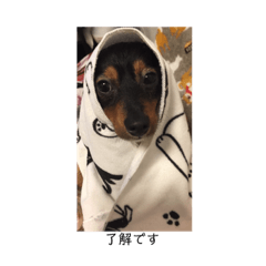 [LINEスタンプ] 保護犬ココ