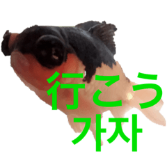 [LINEスタンプ] 出目金シュール韓国語スタンプ