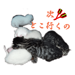 [LINEスタンプ] よさこい高知猫1