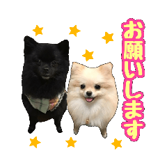 [LINEスタンプ] ポメラニアン★ラナ＆ルナ