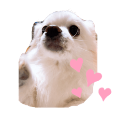 [LINEスタンプ] ぽめわんこ2