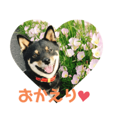 [LINEスタンプ] 黒豆柴ゆずのスタンプパート2