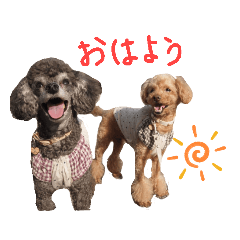 [LINEスタンプ] 犬 ・プードル スタンプ