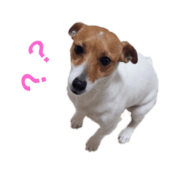 [LINEスタンプ] あずきちゃんの可愛いスタンプ