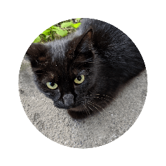 [LINEスタンプ] 黒にゃんこねこ