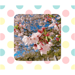 [LINEスタンプ] 日本の桜スタンプ