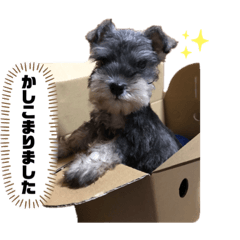 [LINEスタンプ] べいびーうにすた。