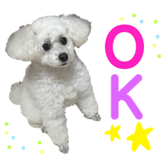[LINEスタンプ] 白もふトイプードルぷうちゃん:)