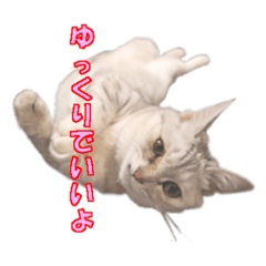 [LINEスタンプ] うちのにゃんにゃんスタンプ