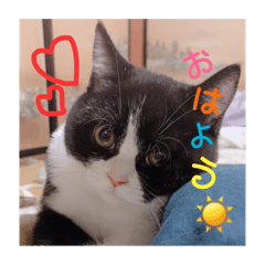 [LINEスタンプ] シロナクロナ3
