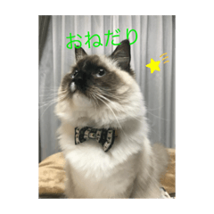 [LINEスタンプ] ラグドール猫のマイケル
